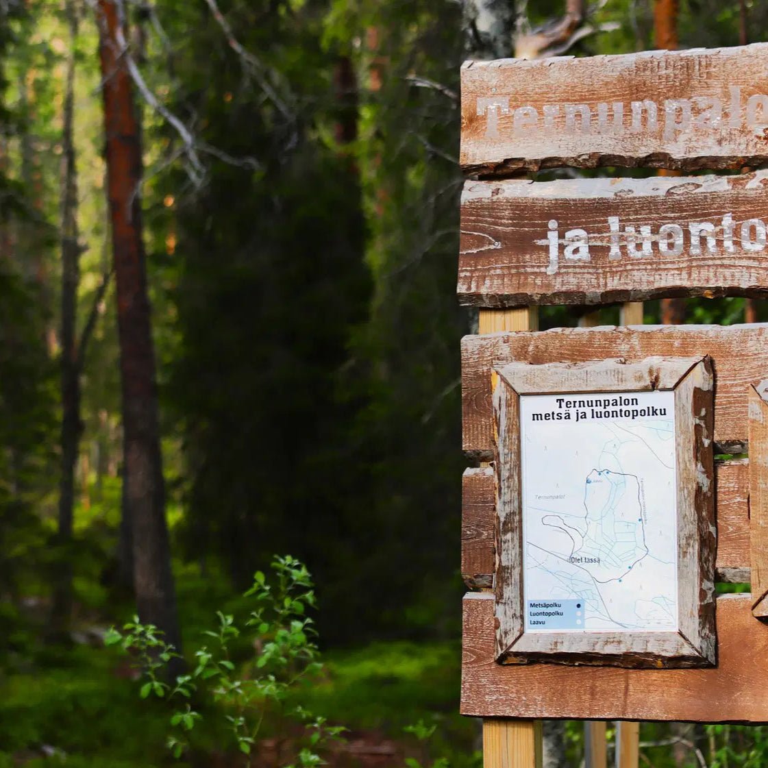 Wooden trail sign in a lush Finnish forest for Magical Forest Hiking Adventure in Finnish forest by Pure Lapland