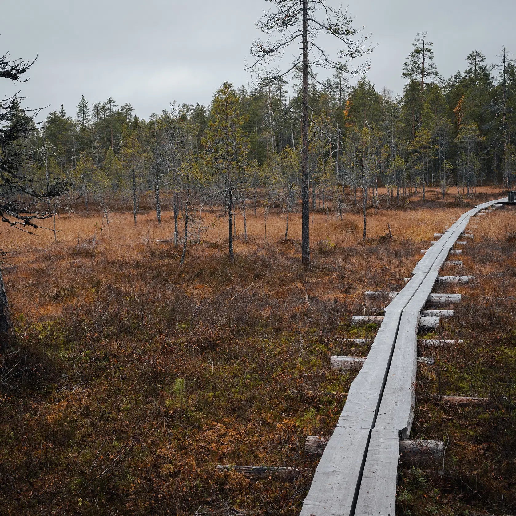 Magical Forest Hiking Adventure in Finnish forest with wooden trail through autumn moorland by Pure Lapland