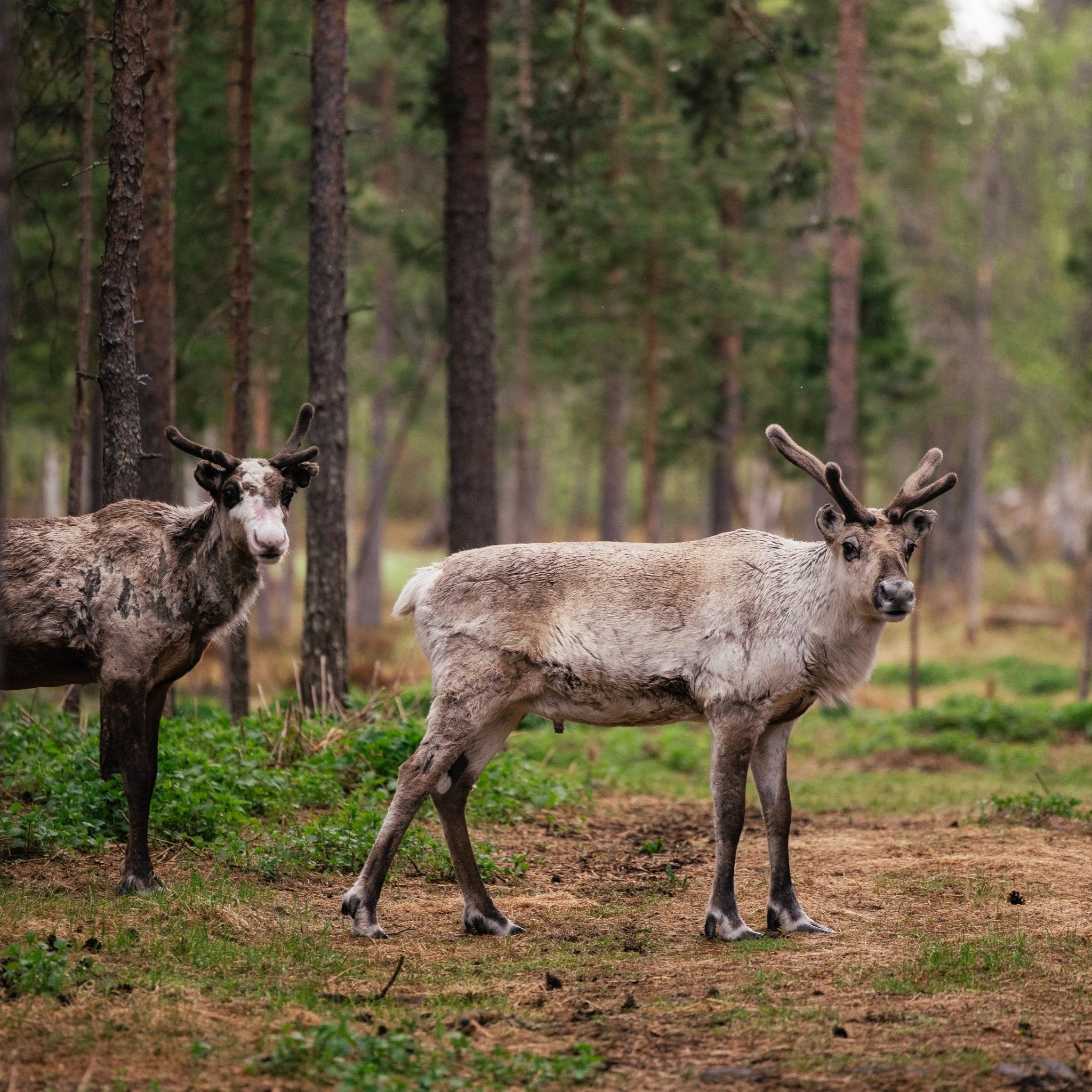 Two reindeer grazing in a forest during the Reindeer, Berries & Fire – Experience Authentic Lapland Nature by Porovaara.