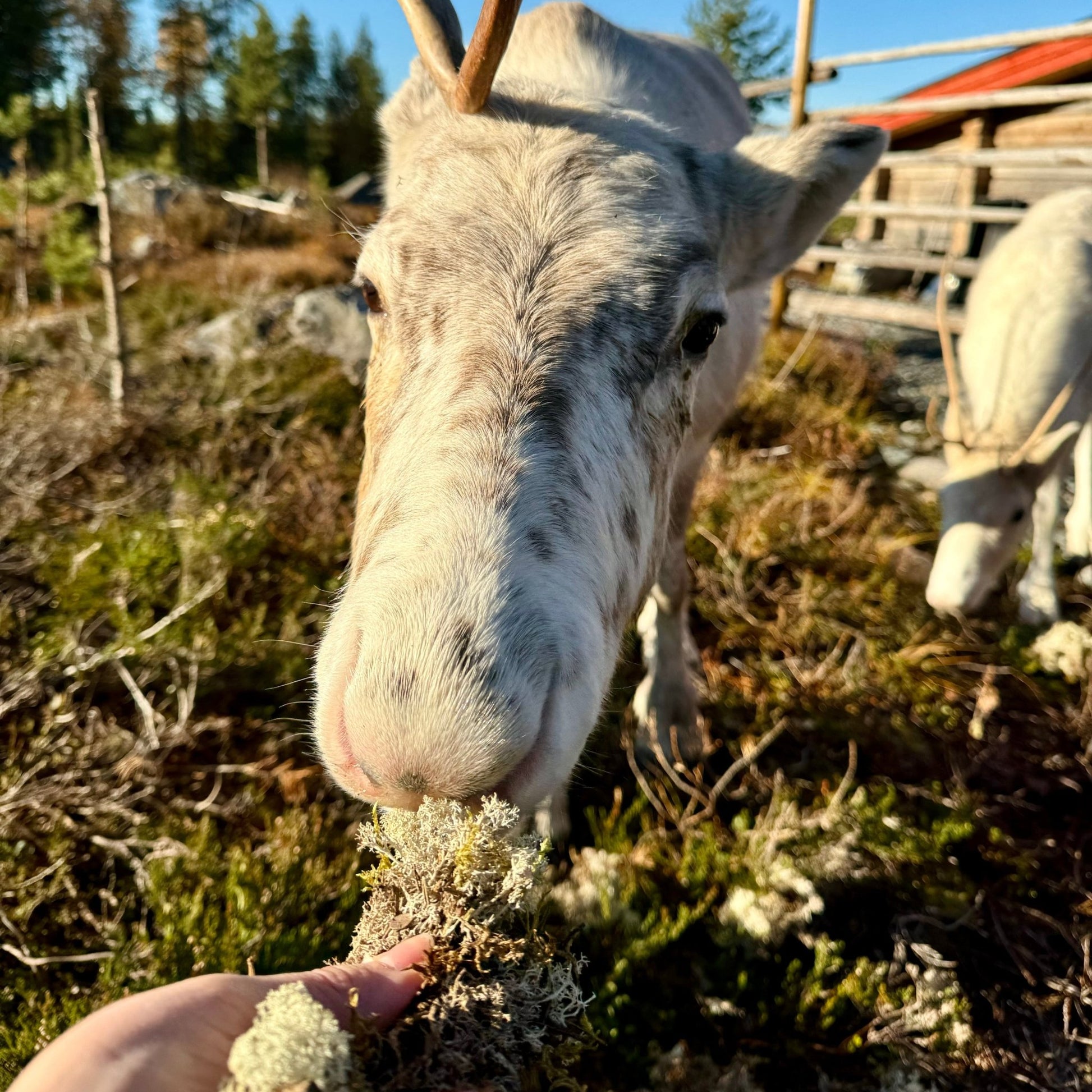 Close-up of a reindeer eating moss during the Reindeer, Berries & Fire – Experience Authentic Lapland Nature by Porovaara