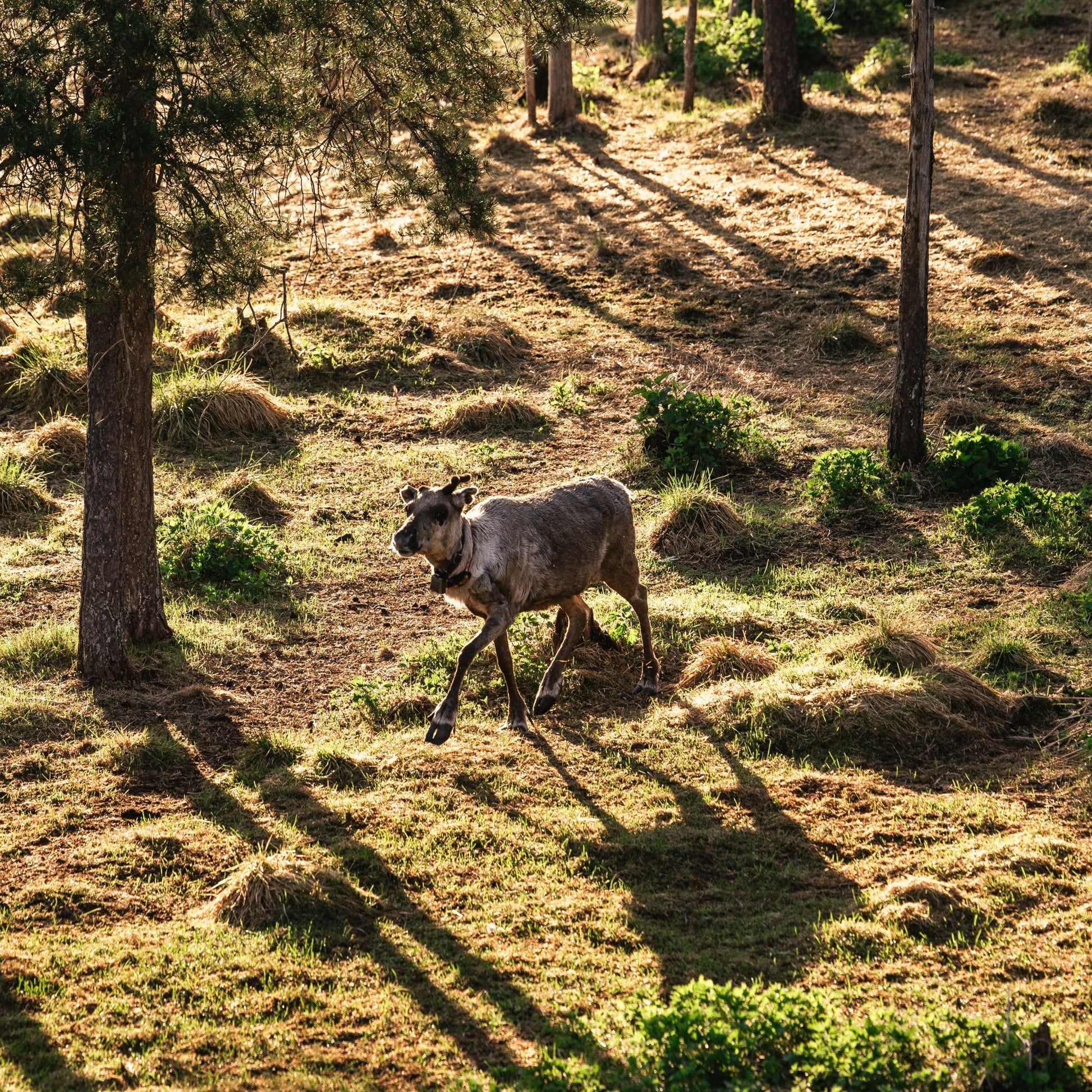 Reindeer walking in sunlit Lapland forest during Reindeer, Berries & Fire experience by Porovaara.