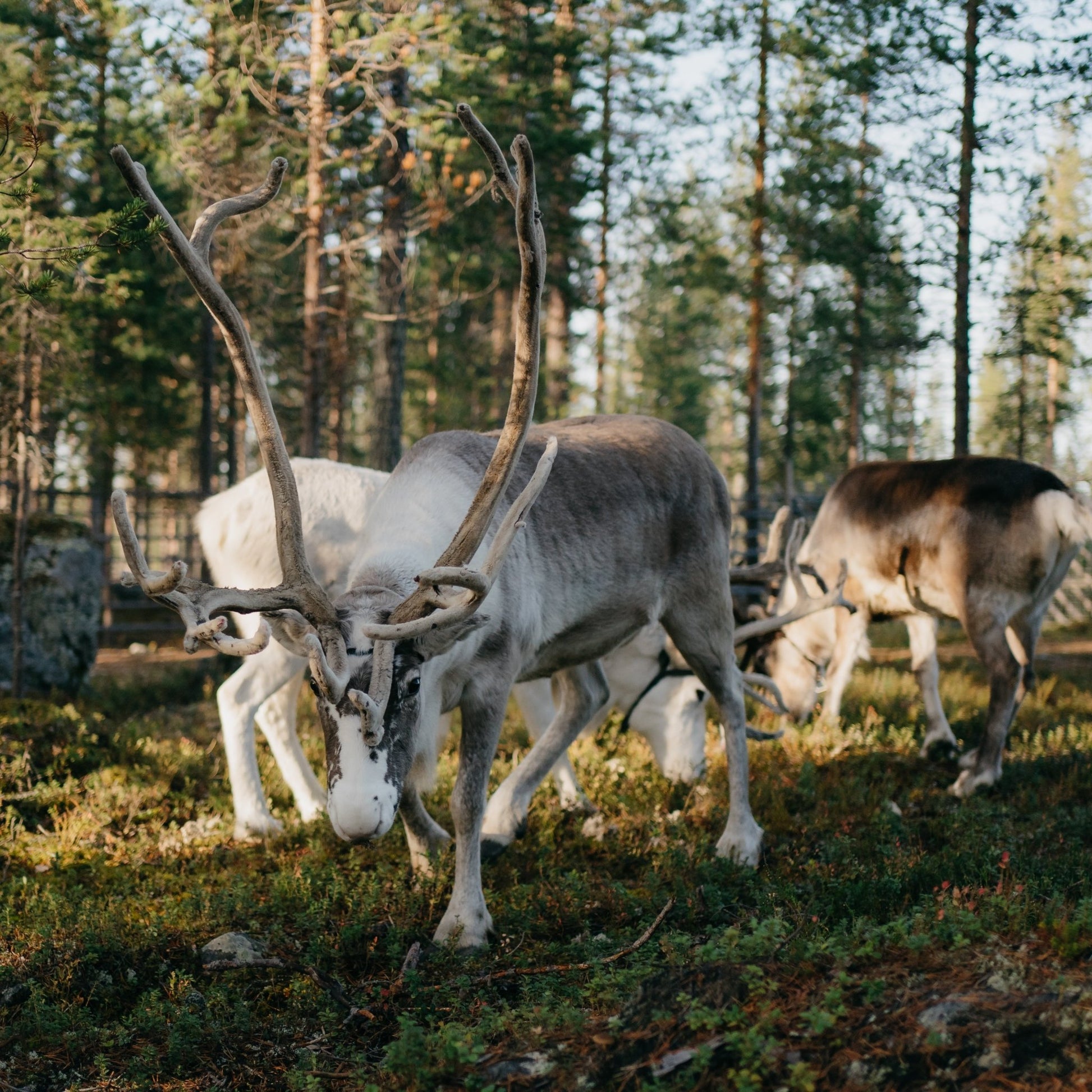 Reindeer grazing in a forest during the Reindeer, Berries & Fire – Experience Authentic Lapland Nature by Porovaara