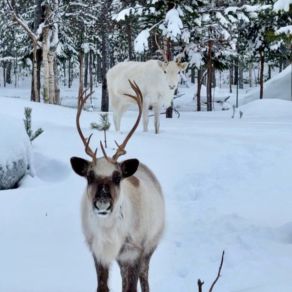Two reindeer in snowy forest during Reindeer farm visit with Porovaara vendor.