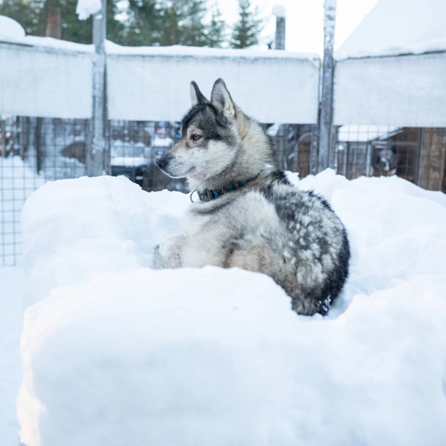 Siberian Husky resting in snow at Husky Park for Ride with Huskies (2000m) and visit Husky Park by Husky Park