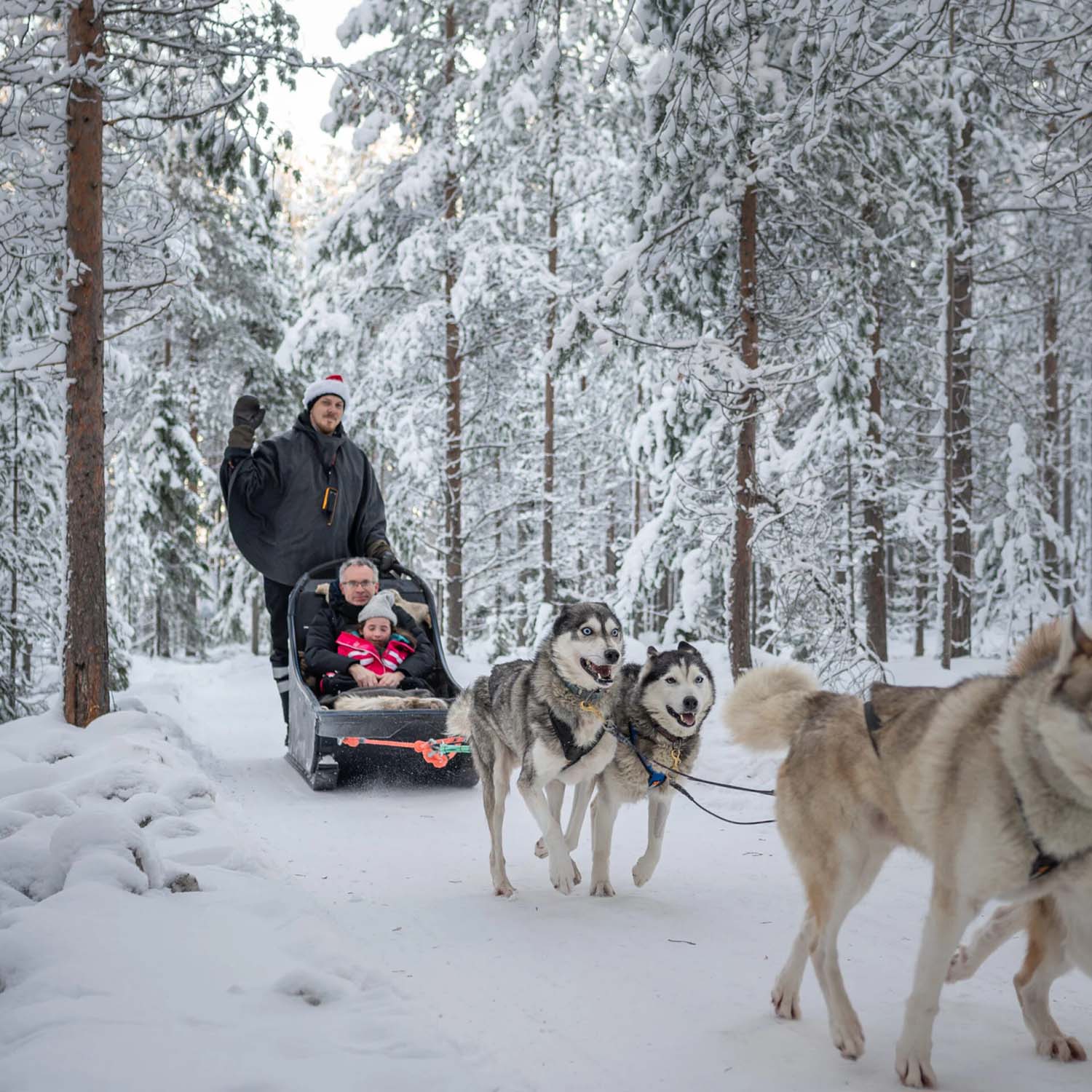 Ride with Huskies (2000m) sled tour through snowy forest with happy family, authentic experience at Husky Park.