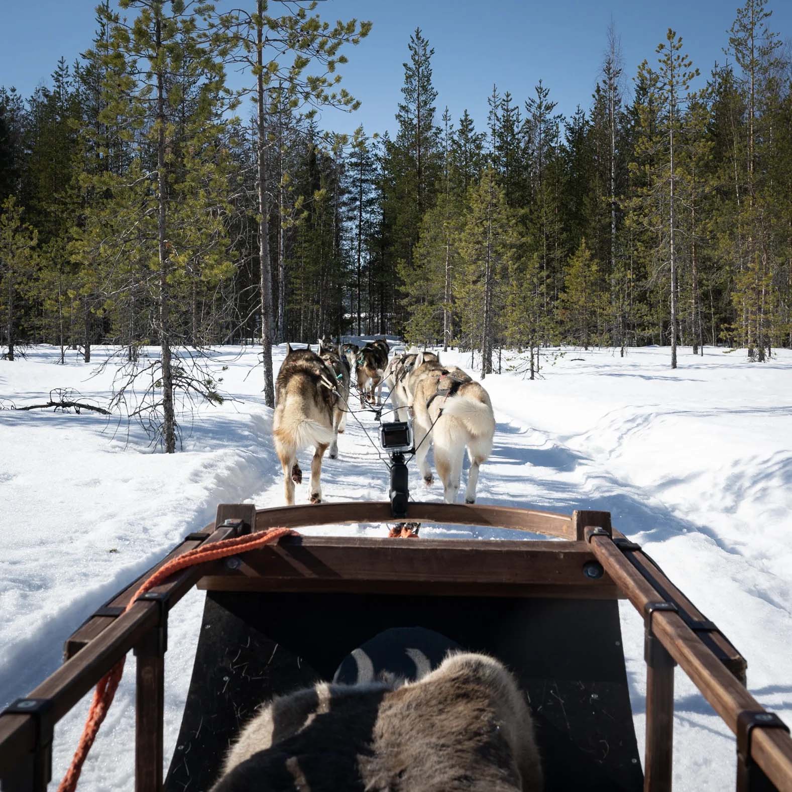 Experience the Ride with Huskies (2000m) sled tour and visit Husky Park with purebred Siberian dogs at Husky Park.
