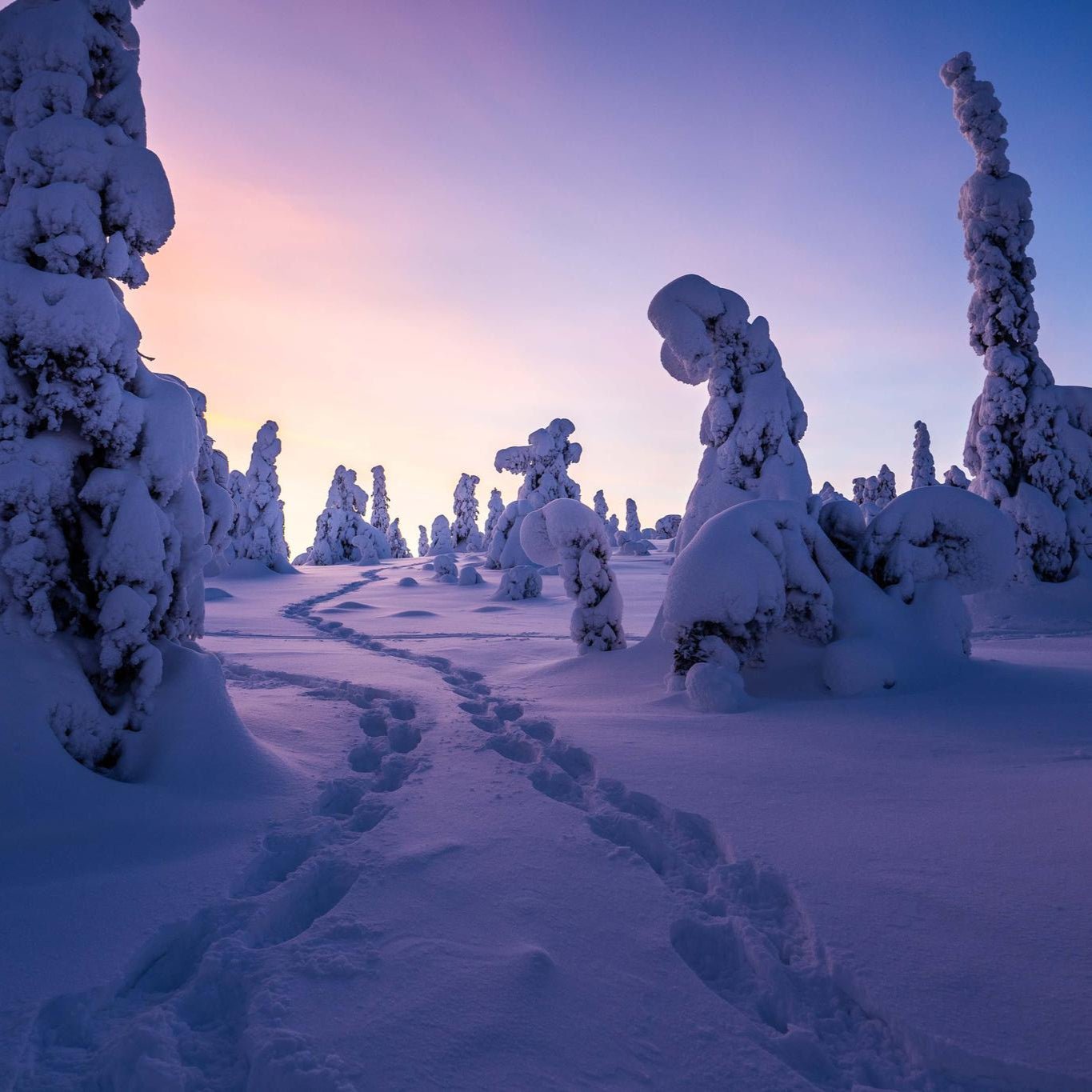 Snow-covered twisted trees in Riisitunturi National Park at sunset on Riisitunturi wilderness adventure photography tour